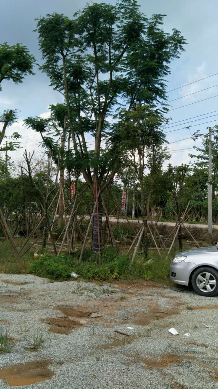 鳳凰木5一30公分廣東苗木供應(yīng)商 廣東苗木場 南方苗木供應(yīng)商