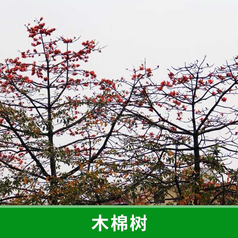 廣東 木棉樹 急售木棉樹樹苗 木棉樹樹苗批發(fā) 木棉樹苗圃 木棉樹
