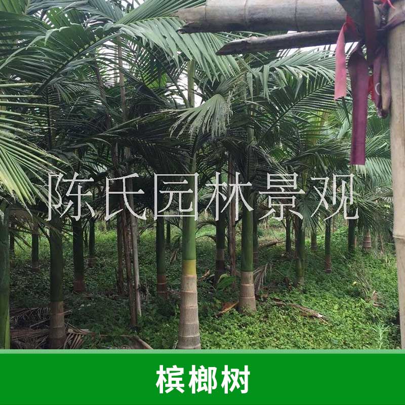 哪里有廣東檳榔樹(shù) 急售檳榔樹(shù) 檳榔樹(shù)樹(shù)苗 檳榔樹(shù)種植基地 檳榔樹(shù)