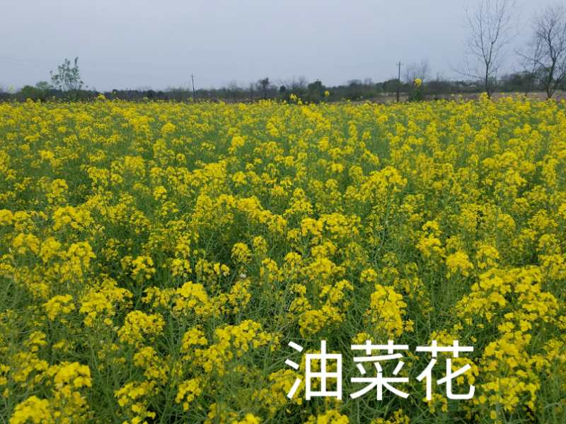 優(yōu)質(zhì)蜂蜜，供應(yīng)商，優(yōu)質(zhì)蜂蜜出售