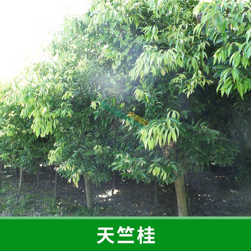福建 天竺桂 天竺桂種苗 種子 長期供應(yīng)天竺桂 造林綠化批發(fā)中心 優(yōu)質(zhì)綠化喬木