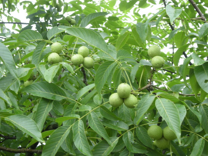 核桃苗價(jià)格//山西核桃苗價(jià)格//絳縣核桃苗價(jià)格=產(chǎn)地直銷核桃苗