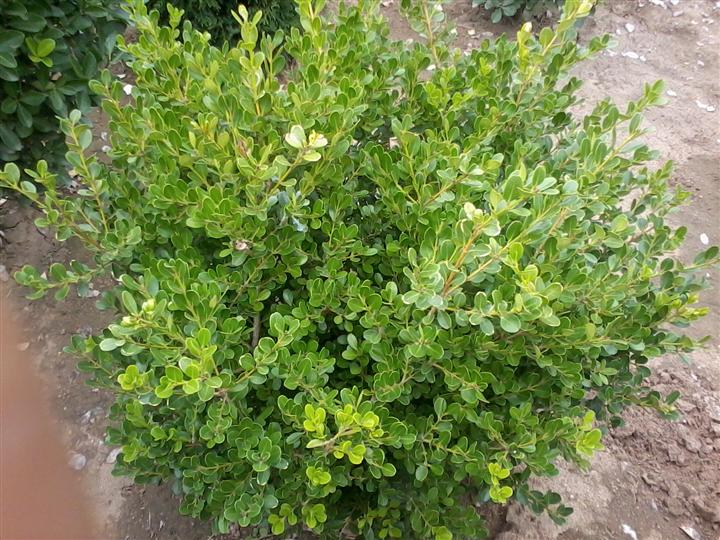 道路綠化苗木，四季常青綠籬植物基地一手供應(yīng)