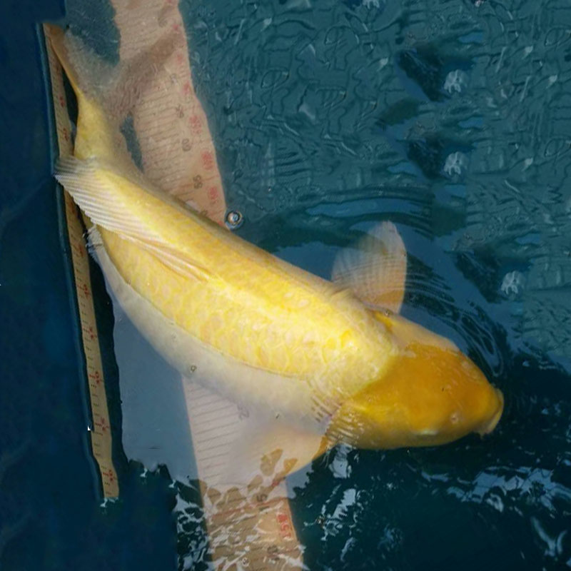 錦鯉魚 廣州錦鯉漁場直銷小西介子90-95公分