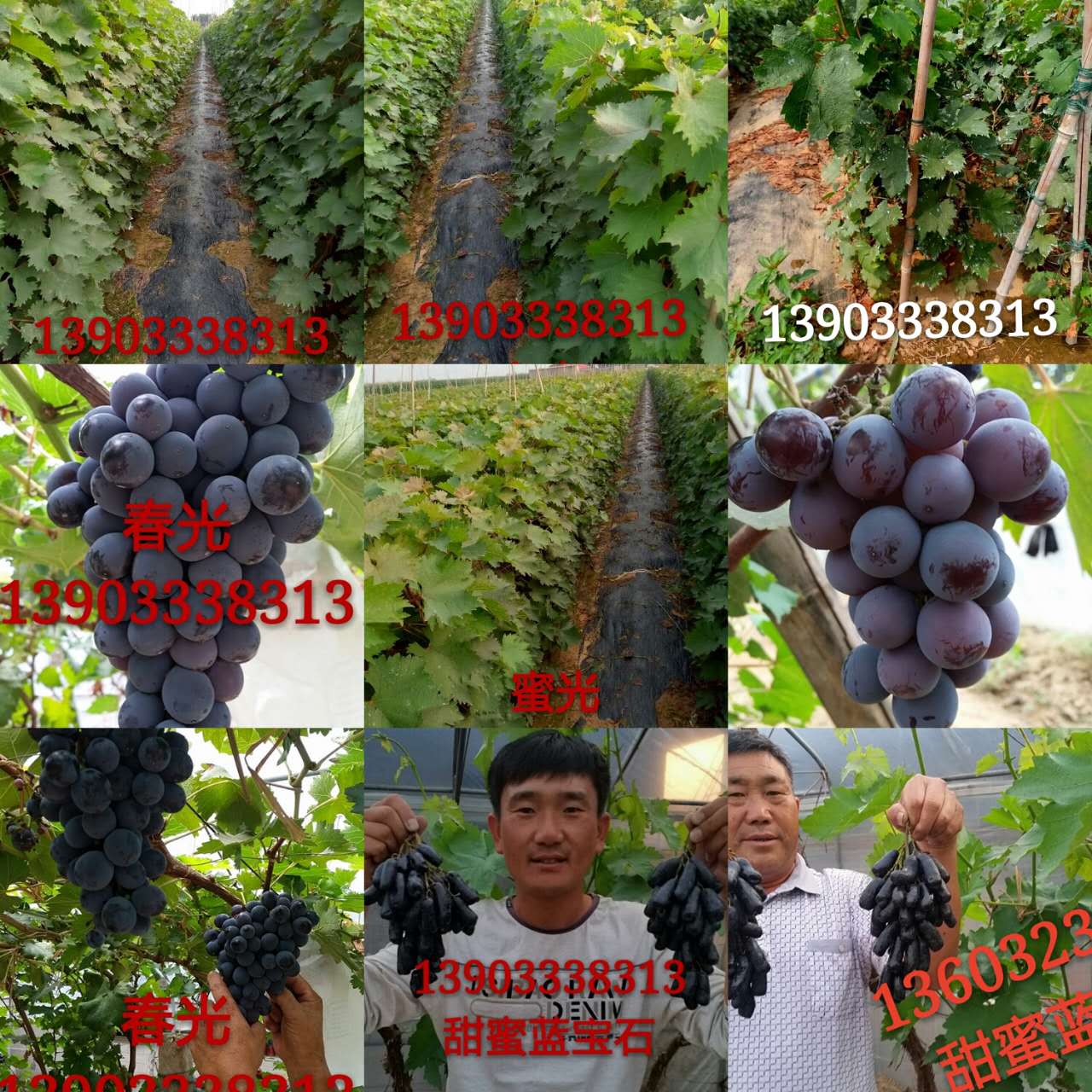 叢林玫瑰葡萄苗 叢林玫瑰葡萄苗價格