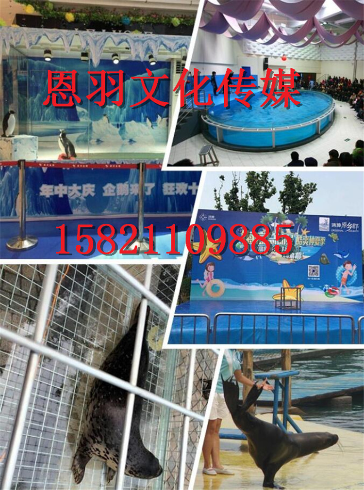 整套海洋主題活動展海洋生物出租美人魚表演海獅表演出租