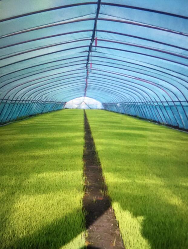 黑龍江水稻種植