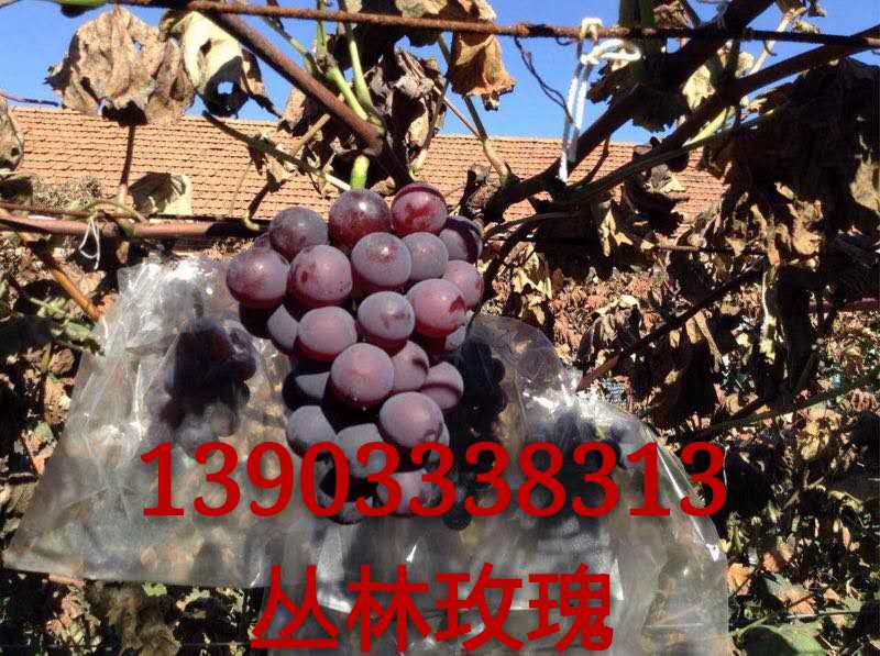 叢林玫瑰葡萄苗 叢林玫瑰葡萄苗價格