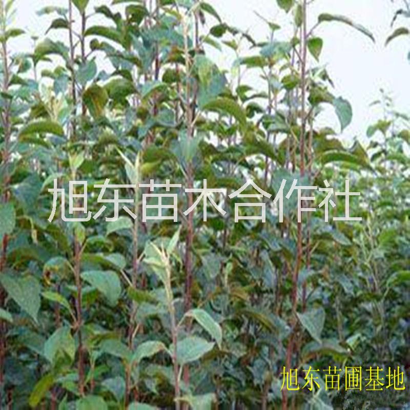 甜柿子樹苗 山西哪里有陽(yáng)豐甜柿子樹苗批發(fā)