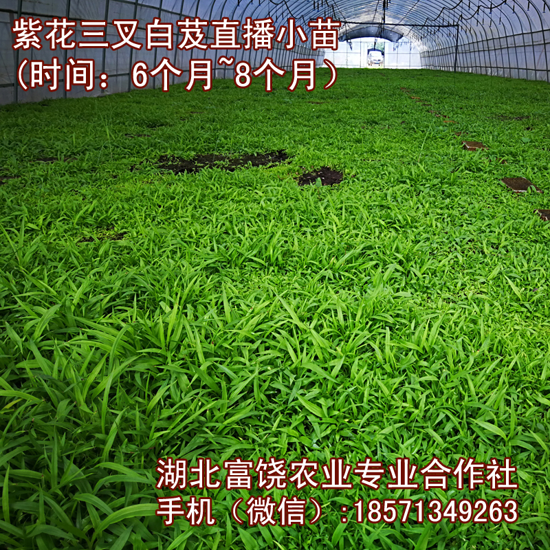 湖北紫花三叉白芨直播小苗基地湖北巨莖白芨種子種苗直銷(xiāo)批發(fā)