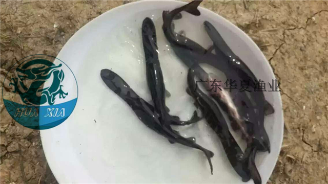 供應(yīng)用于養(yǎng)殖的鴨嘴鱘魚苗、鴨嘴魚苗報(bào)價(jià)廣東鴨嘴鱘魚苗批發(fā) 匙吻鱘魚苗