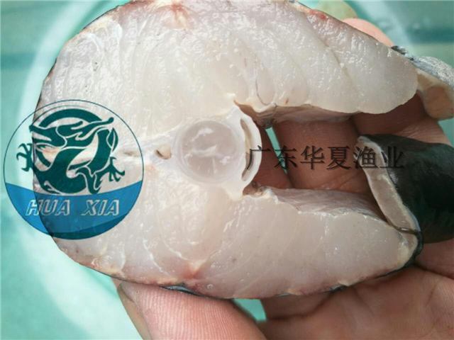 供應(yīng)用于養(yǎng)殖的鴨嘴鱘魚苗、鴨嘴魚苗報(bào)價(jià)廣東鴨嘴鱘魚苗批發(fā) 匙吻鱘魚苗