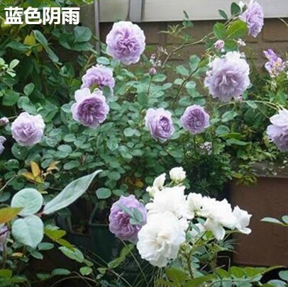 藤本月季藤本月季花苗 攀援花卉 爬藤薔薇花苗 歐月花苗 爬藤月季玫瑰花苗花苗 攀援花卉 爬藤薔薇