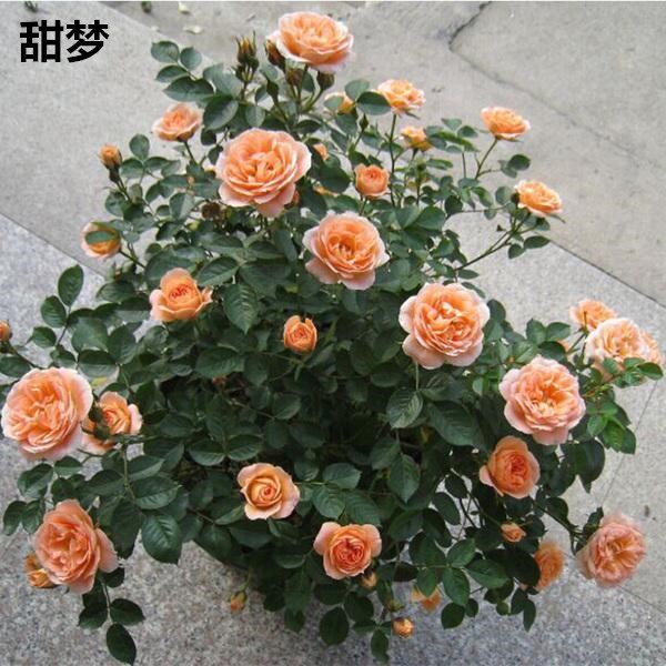 藤本月季藤本月季花苗 攀援花卉 爬藤薔薇花苗 歐月花苗 爬藤月季玫瑰花苗花苗 攀援花卉 爬藤薔薇