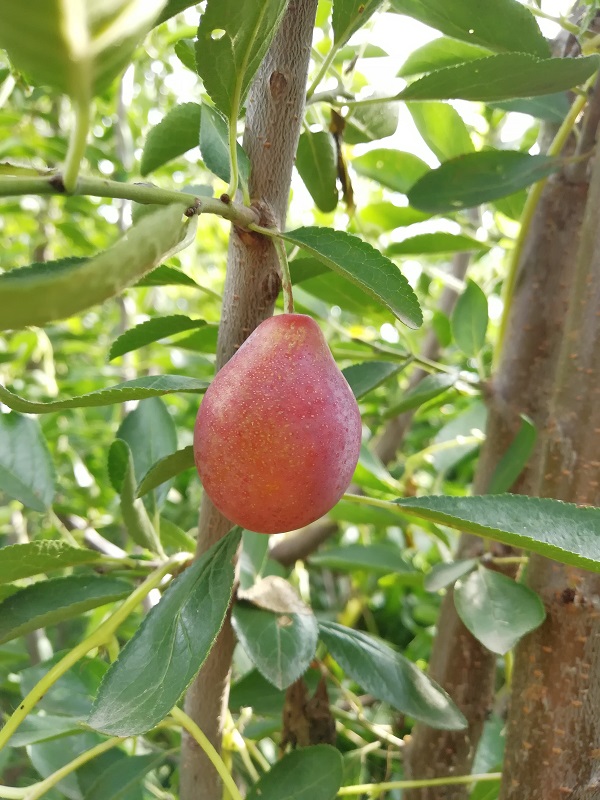 西梅品種介紹
