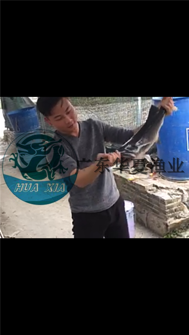 供應(yīng)用于養(yǎng)殖的鴨嘴鱘魚苗、鴨嘴魚苗報(bào)價(jià)廣東鴨嘴鱘魚苗批發(fā) 匙吻鱘魚苗