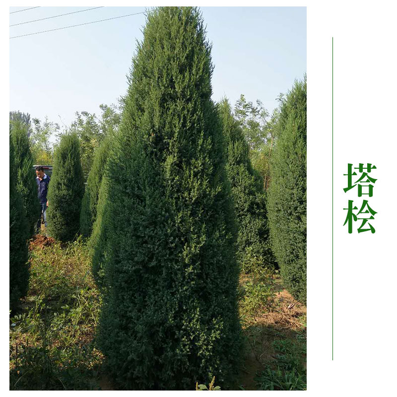 河北京興苗木花卉塔檜批發(fā) 塔檜苗塔檜樹 *綠化工程
