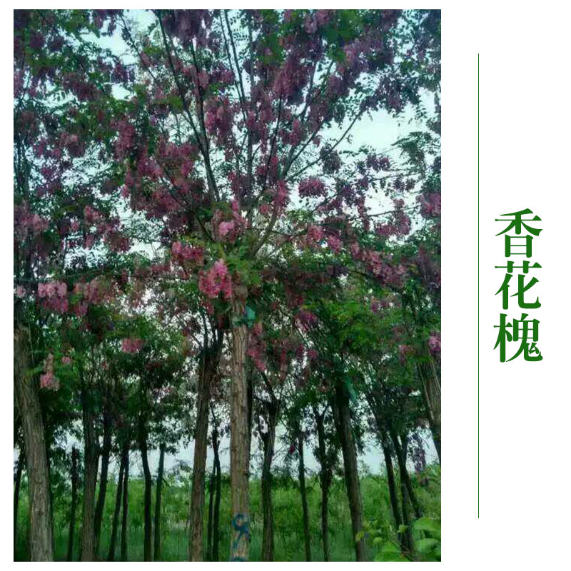 河北京興苗木花卉批發(fā) 香花槐樹 香花槐苗 *綠化工程