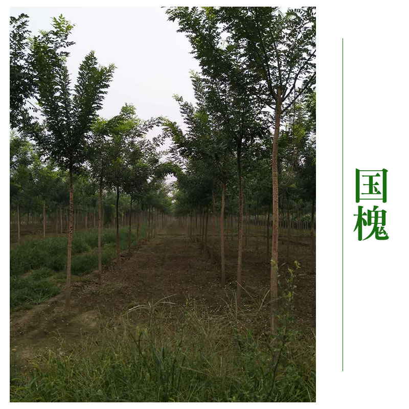博野縣京興苗木花卉 大量供應(yīng) 山西國槐 河北國槐 甘肅國槐
