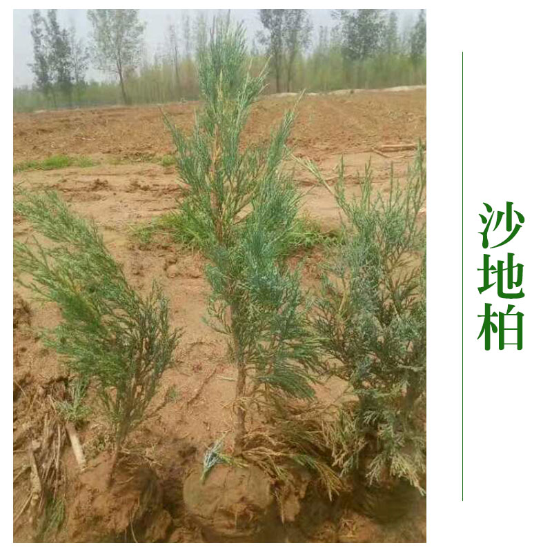 河北博野縣京興苗木花卉批發(fā) 沙地柏樹沙地柏苗 *綠化工程
