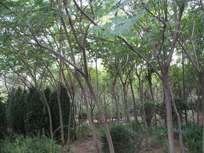 臨沂合歡批發(fā)基地/優(yōu)質(zhì)供應(yīng)商