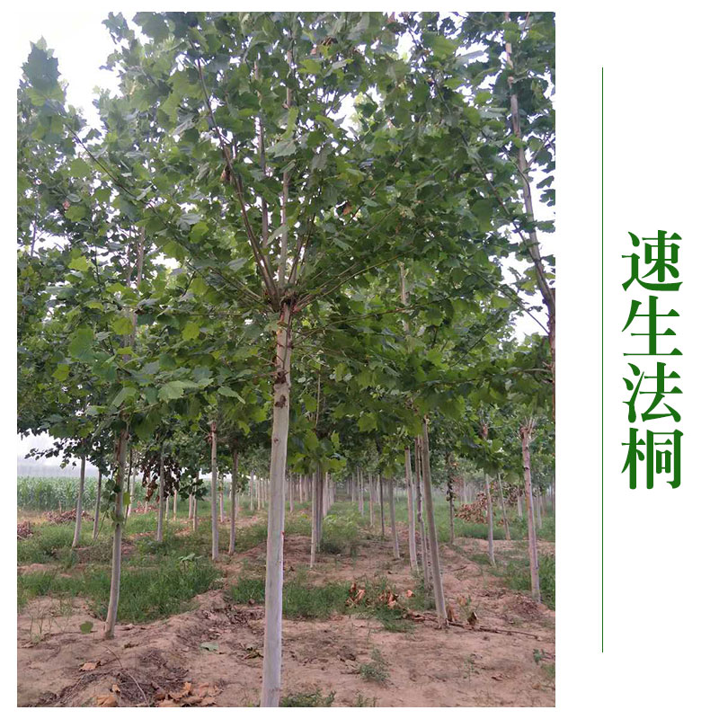 博野京興苗木花卉速生法桐批發(fā) 速生法桐樹速生法桐苗 *綠化工程