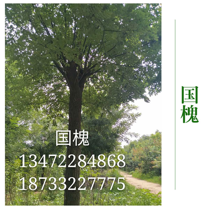 博野縣京興苗木花卉*國槐 國槐樹國槐苗木批發(fā) 綠化工程
