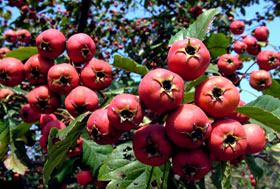 供應(yīng)山楂果 山西山楂種植基地  山楂品種大全 早熟山楂價格