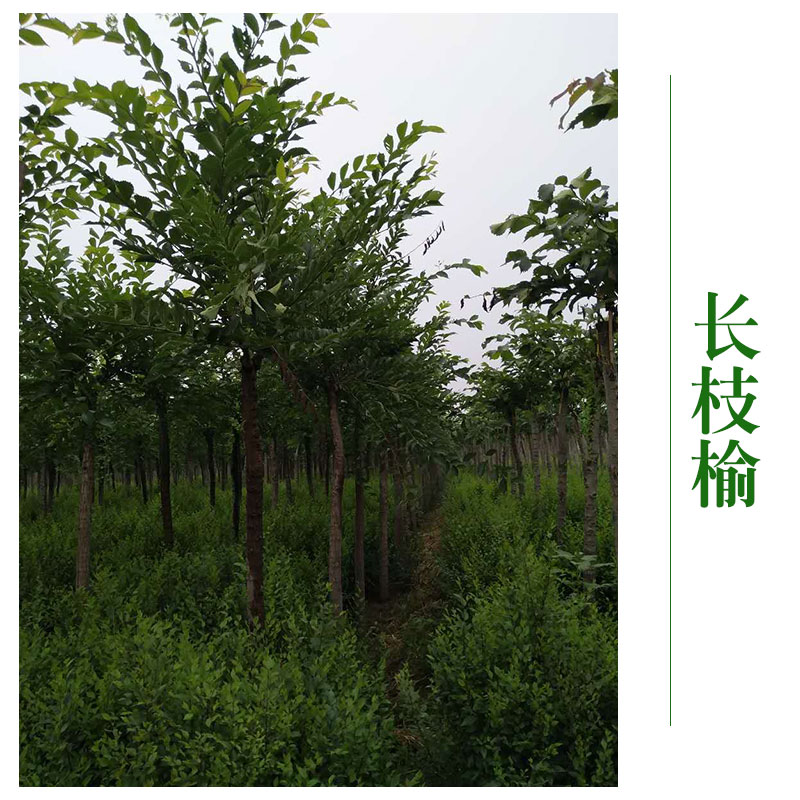 北京長枝榆樹 木長枝榆樹苗 *綠化工程 北京長枝榆哪家好