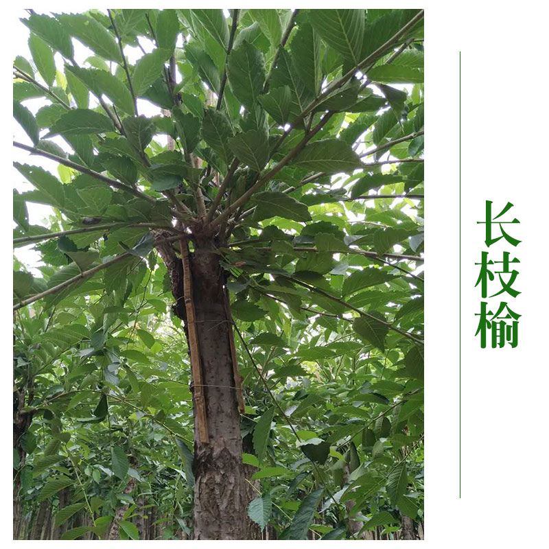 北京長枝榆樹 木長枝榆樹苗 *綠化工程 北京長枝榆哪家好