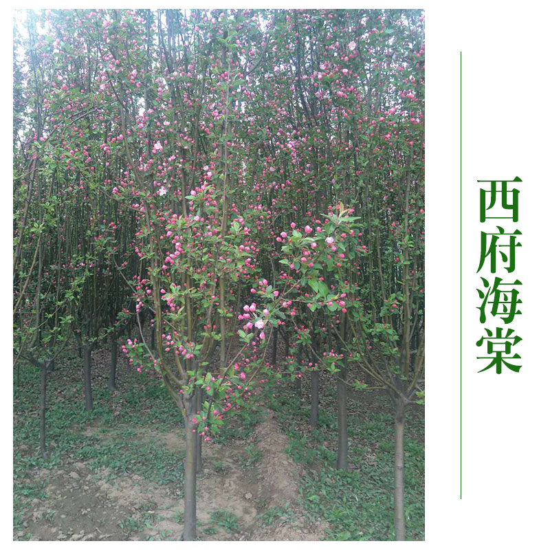 河北京興苗木花卉批發(fā) 西府海棠樹 西府海棠苗 *綠化工程