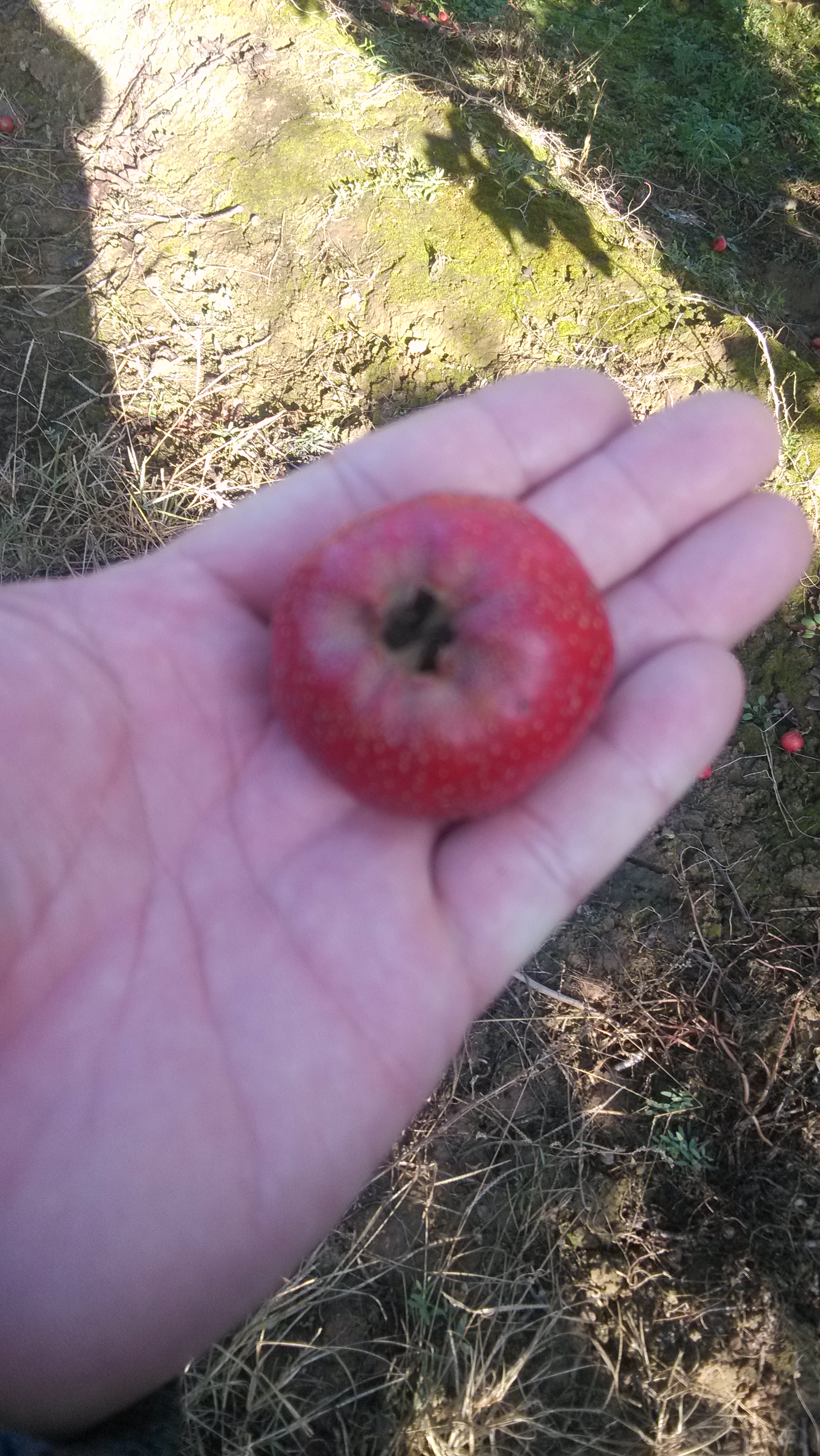 供應(yīng)山楂果 山西山楂種植基地  山楂品種大全 早熟山楂價格