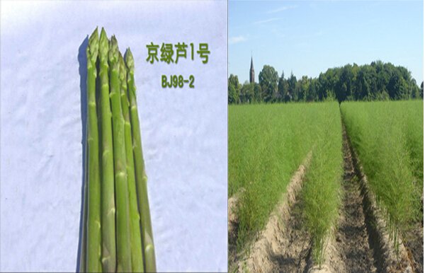 加州綠冠F1-高產(chǎn)蘆筍種子