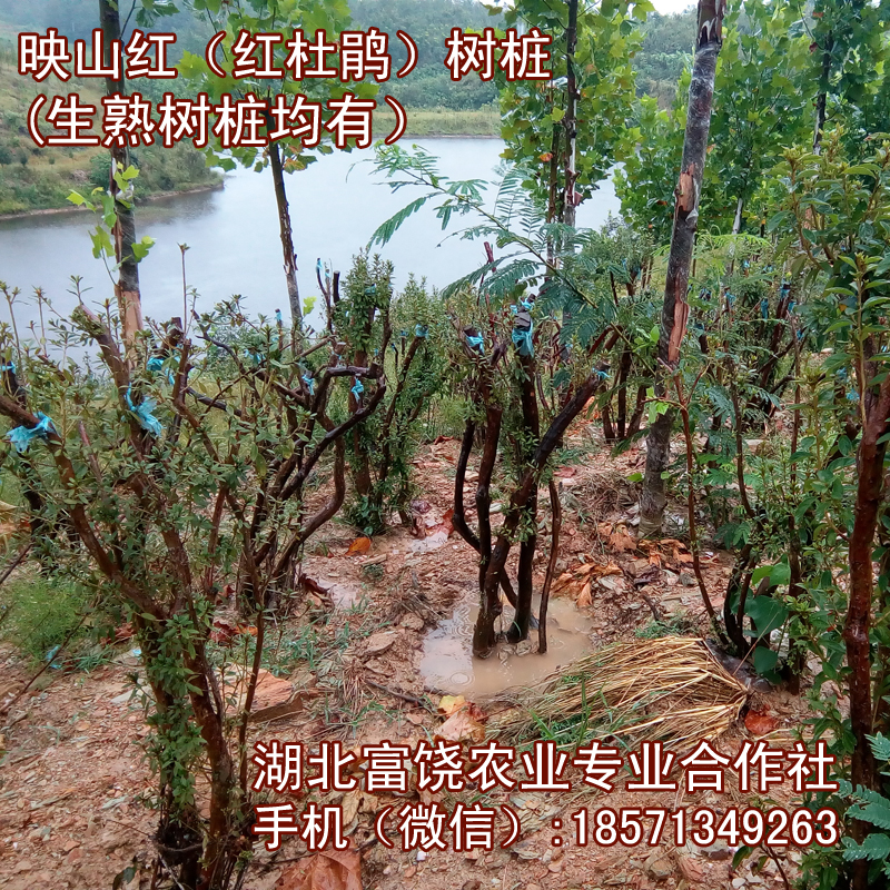 湖北映山紅樹樁滿山紅樹苗*紅*樹樁生樁熟樁基地直銷
