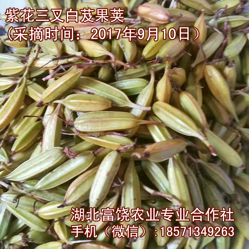 湖北紫花三叉白芨果莢直播技術(shù)白及成熟種子育苗基地*