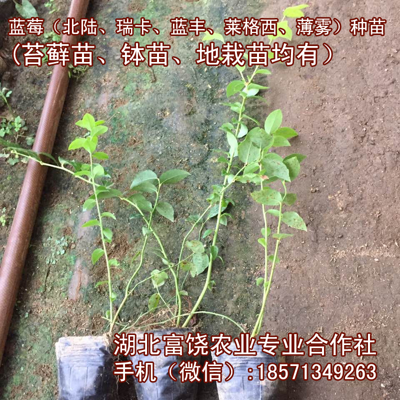 湖北藍莓種苗北陸瑞卡藍豐萊格西薄霧苔蘚苗缽苗地栽苗基地直銷