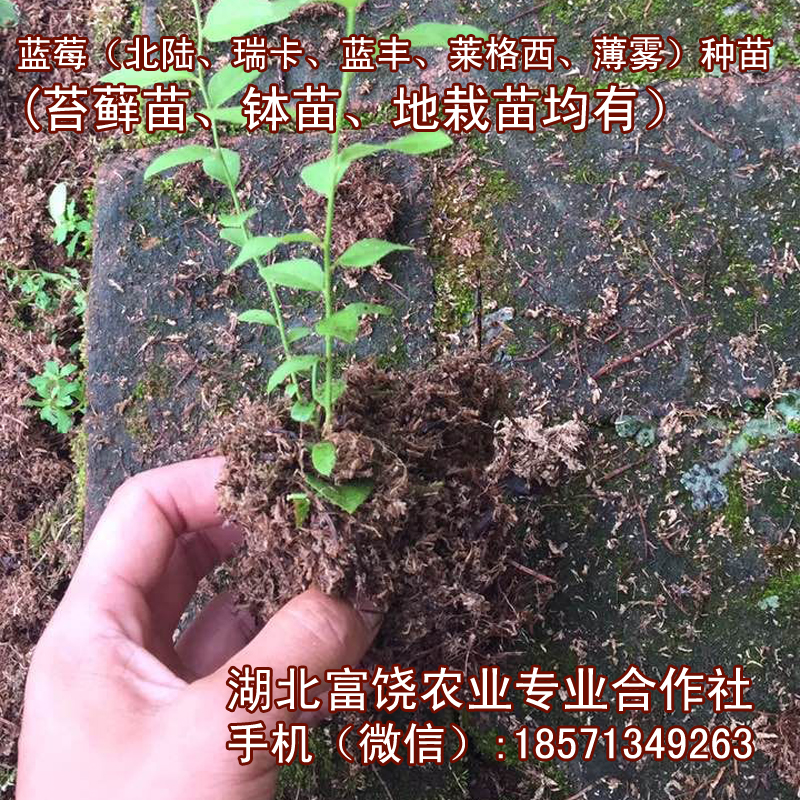 湖北藍莓種苗北陸瑞卡藍豐萊格西薄霧苔蘚苗缽苗地栽苗基地直銷