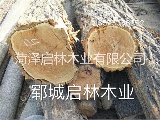 大量供應用于枕木/車輛/建筑/礦柱的洋槐木/大徑優(yōu)質洋槐原木