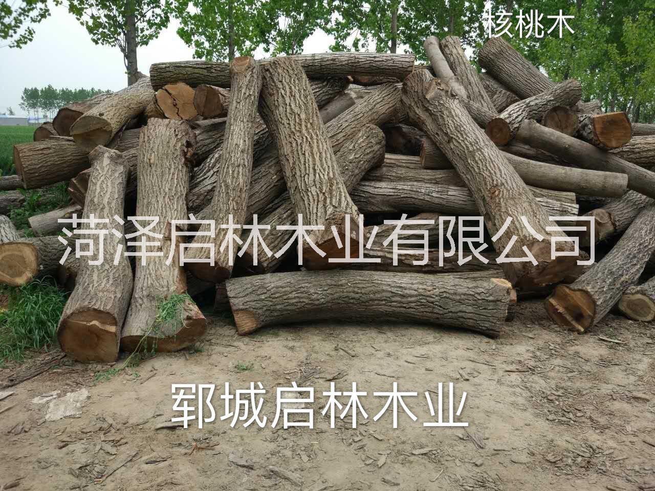 大量供應用于工藝品/雕刻/制作家具等的核桃木/優(yōu)質(zhì)大徑核桃原木批發(fā)