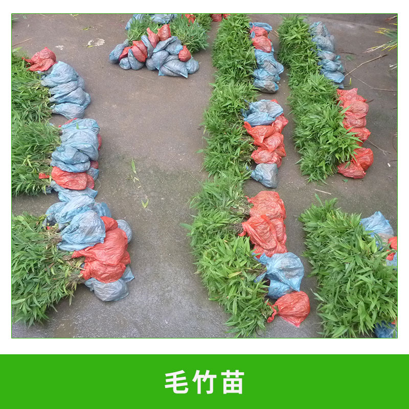 毛竹苗供應(yīng) 竹類(lèi)植物 綠化竹苗 優(yōu)質(zhì)樹(shù)苗 綠籬 生長(zhǎng)旺盛 適應(yīng)力強(qiáng) 歡迎來(lái)電咨詢(xún)