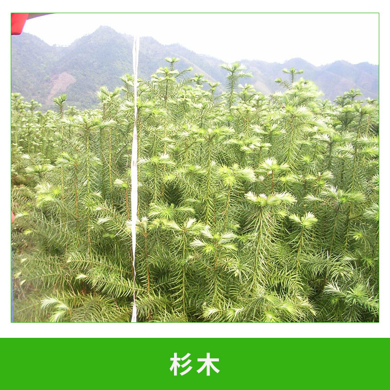 杉木 杉秧苗杉樹杉苗松樹苗雪里松 根系發(fā)達(dá)存活率高 歡迎來(lái)電咨詢
