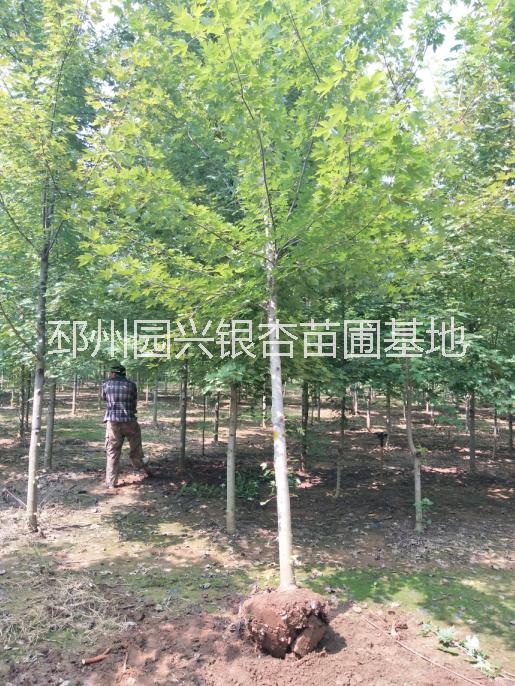 徐州銀杏  銀杏價格 銀杏占地樹 江蘇徐州銀杏哪里賣 銀杏售價是多少  江蘇徐州銀杏價格 徐州銀杏價格  25公分銀杏