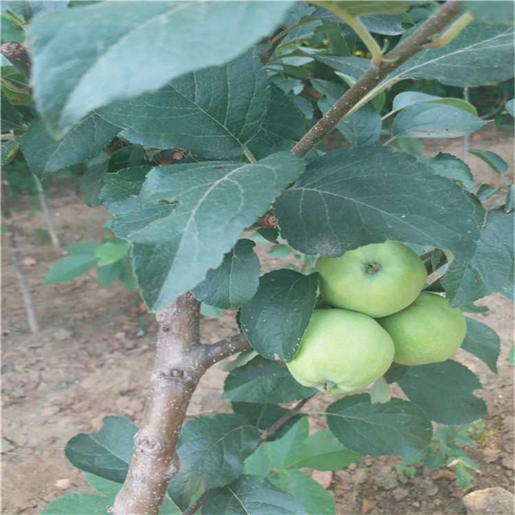 蘋(píng)果苗批發(fā) 智力紅*愛(ài) 紅富士 柱狀 紅星 蘋(píng)果苗價(jià)格