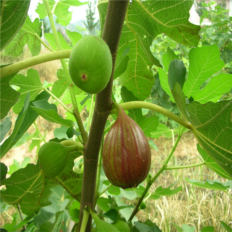 山東無(wú)花果苗批發(fā)基地 波姬紅無(wú)花果苗 哪里有無(wú)花果苗