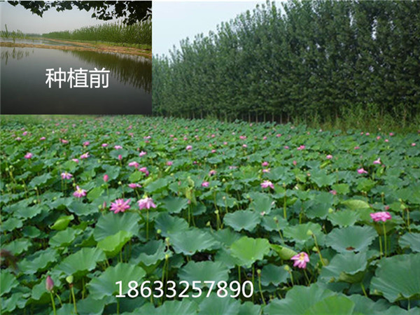 水體綠化美化種植荷花18633257890