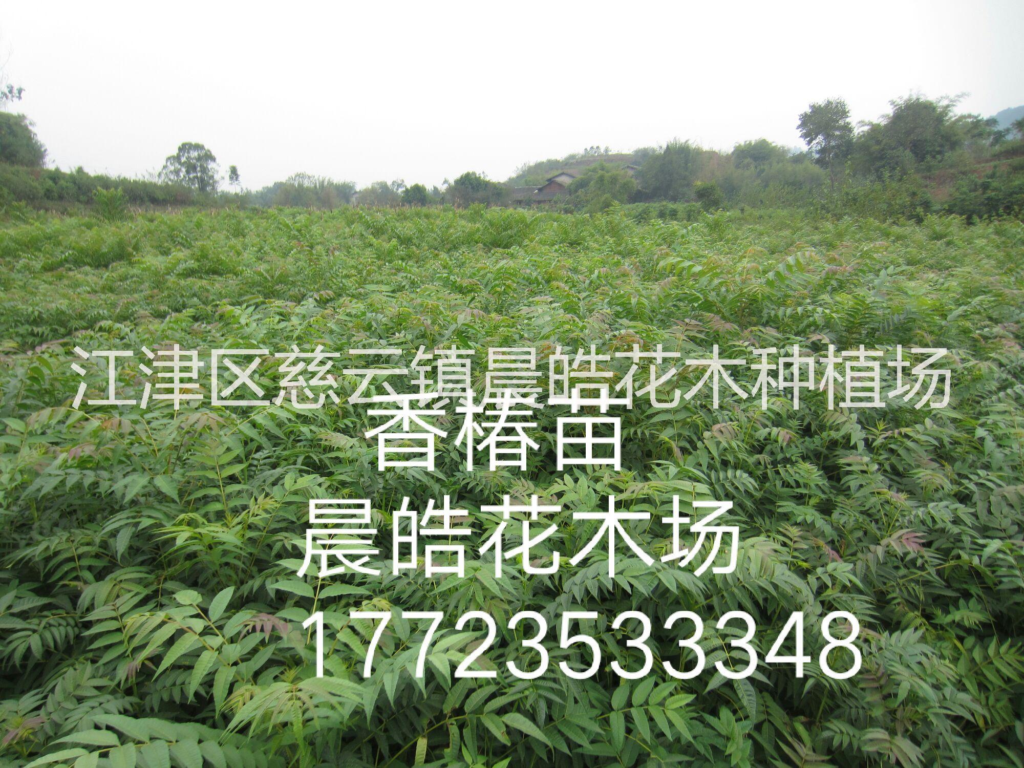 重慶香椿苗  紅油香椿苗  香椿苗批發(fā) 重慶紅油香椿苗價(jià)格 重慶香椿苗報(bào)價(jià) 重慶香椿苗供應(yīng)商 紅油香椿苗批發(fā) 香椿芽苗種