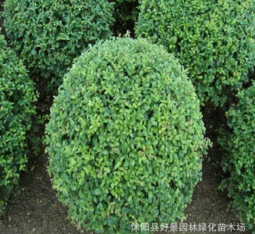 小葉女貞苗 重慶小葉女貞苗供應(yīng)商 重慶小葉女貞苗價格 重慶小葉女貞苗批發(fā) 重慶優(yōu)質(zhì)小葉女貞苗供應(yīng) 重慶小葉女貞苗種植基地