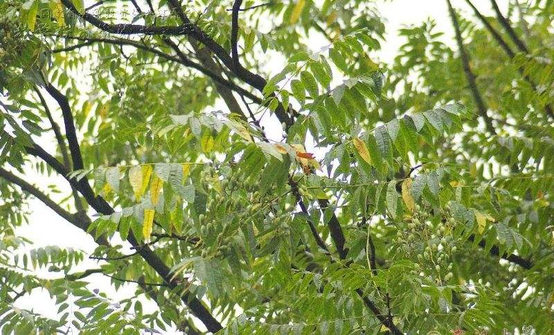 香椿苗批發(fā) 重慶紅油香椿苗價(jià)格 重慶香椿苗報(bào)價(jià) 重慶香椿苗供應(yīng)商 紅油香椿苗批發(fā) 香椿芽苗種 香椿苗基地