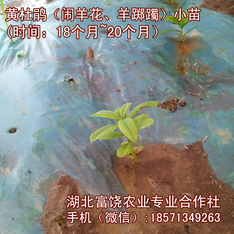 湖北黃杜鵑小苗鬧羊花種苗羊躑躅苗子基地育苗直銷