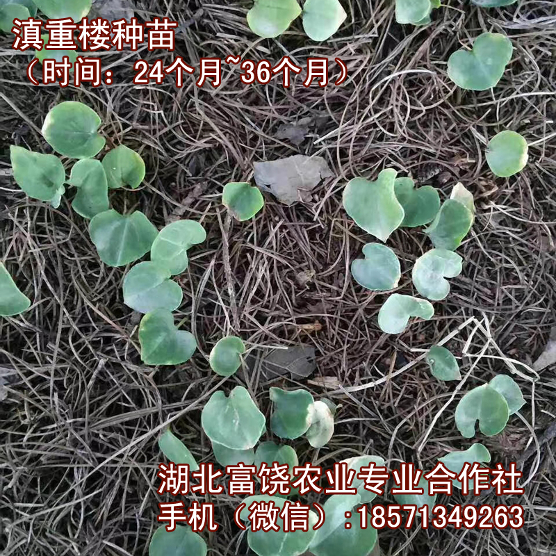 湖北滇重樓種苗云南高桿重樓云南白藥*種植品種基地直銷